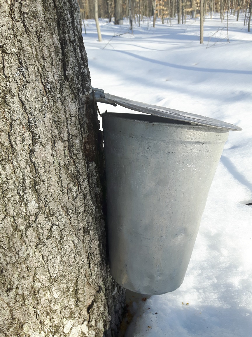aluminum bucket on tree3 resized