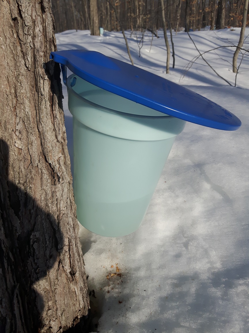 plastic bucket on tree2 resized